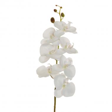 Phalaenopsis w/7 flws white