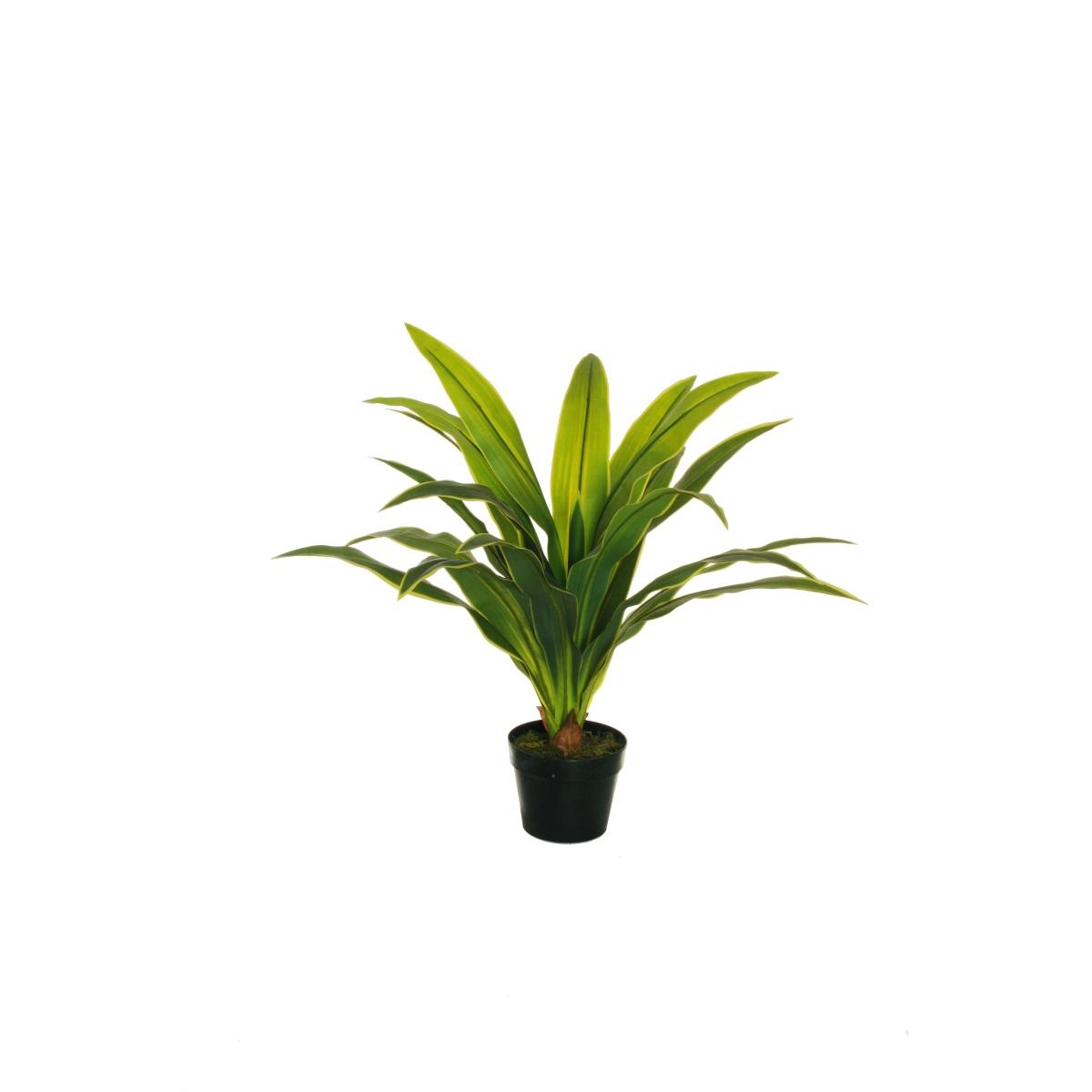 Dracaena fragrans w/real touch