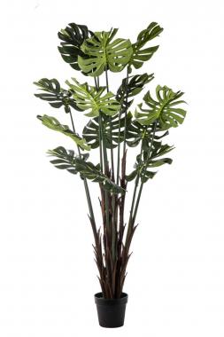 Pianta philodendro 14 foglie cm.170
