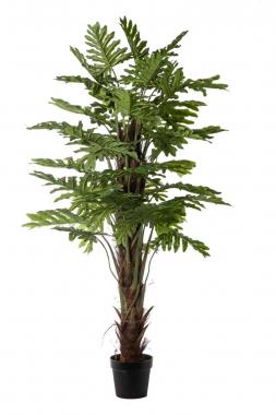 Pianta philosellum 33 foglie cm.170