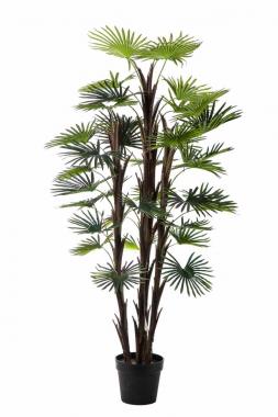 Pianta phoenix palm 35 foglie cm.140
