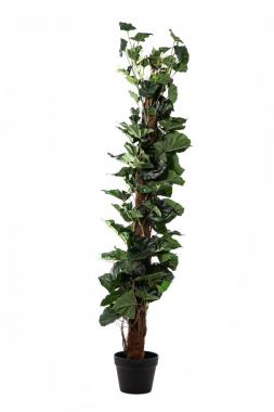Pianta syngonium 96 foglie cm.130