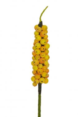 Mangosteen giant branch w/fruits yellow
