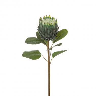 Protea grande cm.75