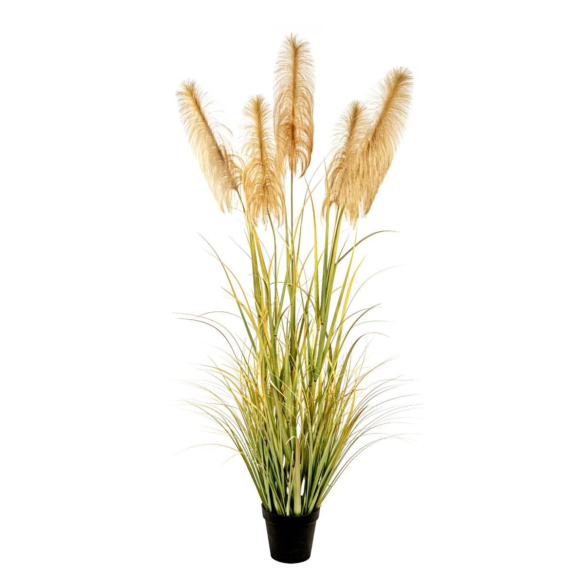 Pianta miscanthus sinensis cm.190