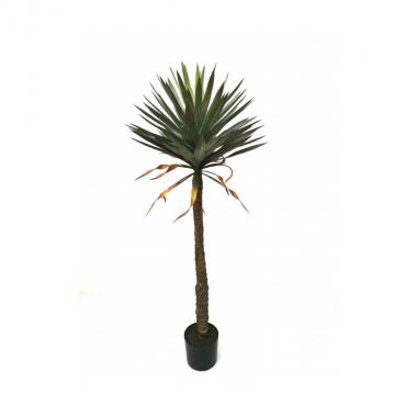 Yucca gloriosa pianta 150cm vaso
