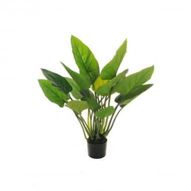 Philodendron plant in plast