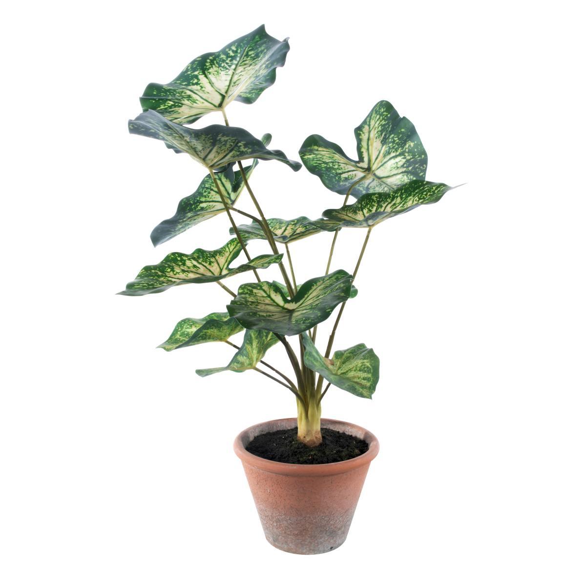 Caladium con vaso cm.54