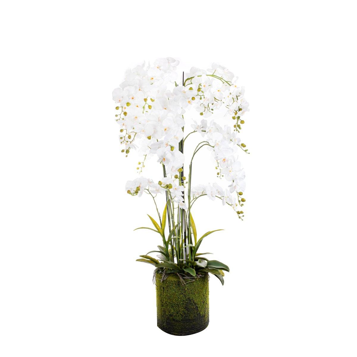 Pianta phalaenopsis white cm.150