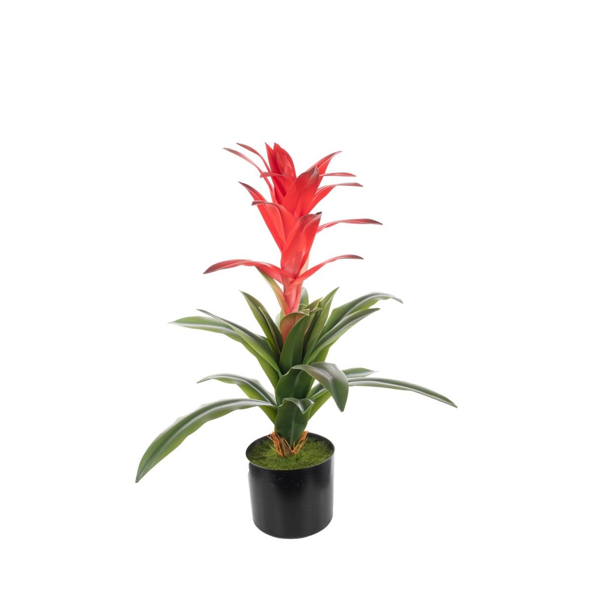 Guzmania in vasi cm,60